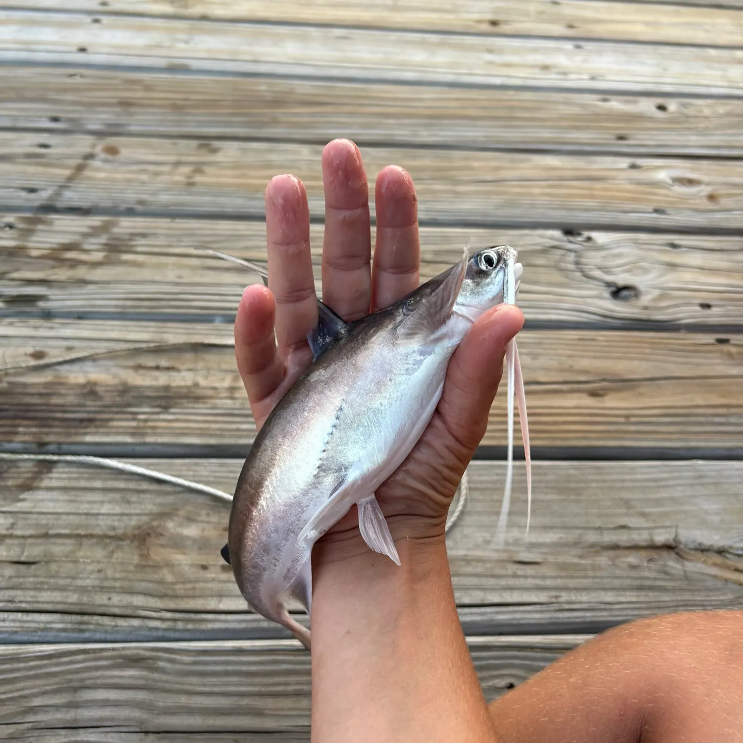 most liked catch image