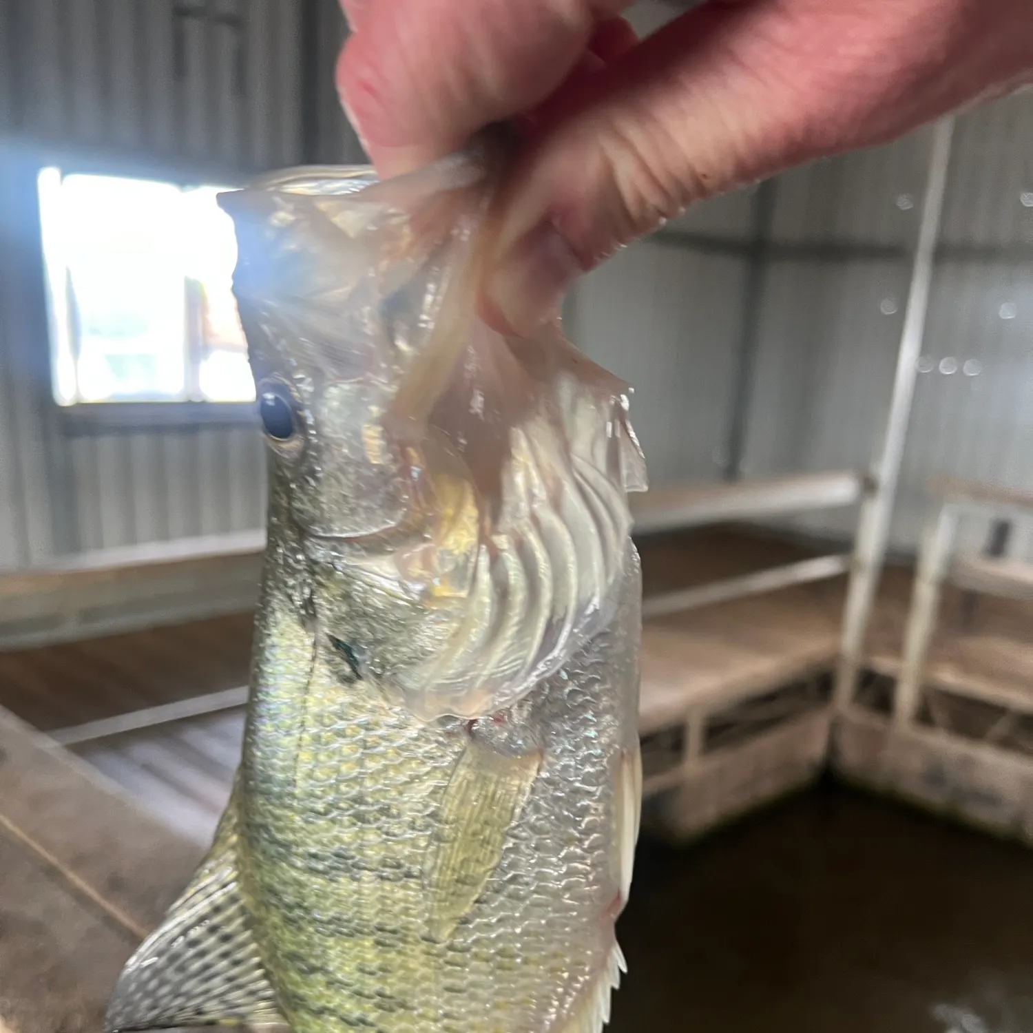 catch