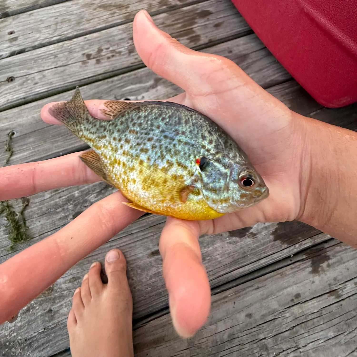 catch