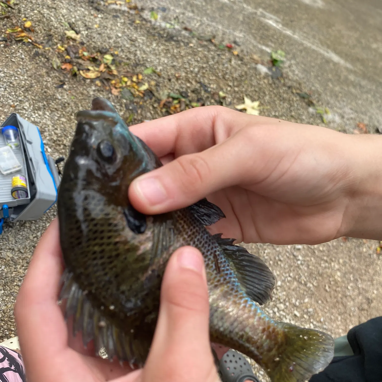 catch