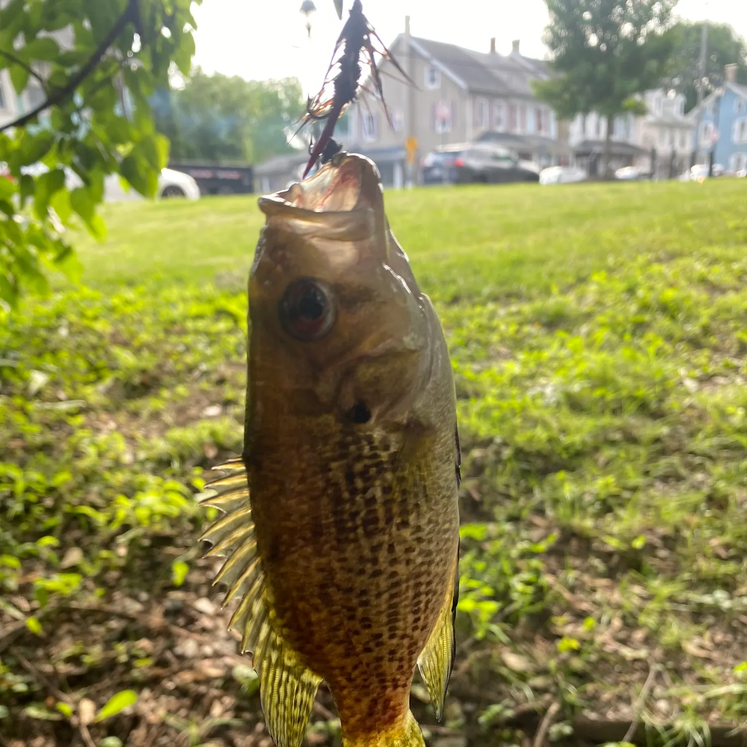 catch