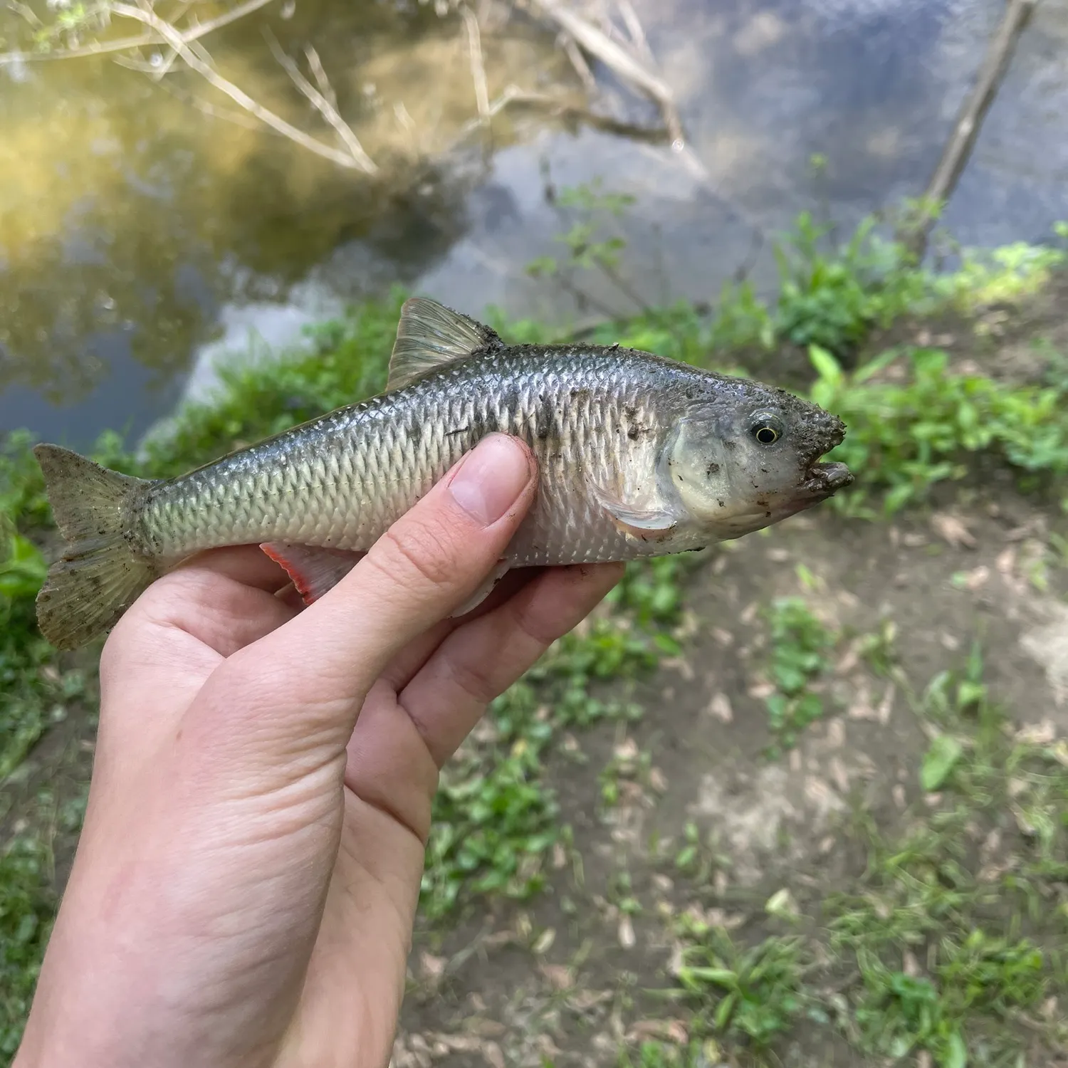 most liked catch image