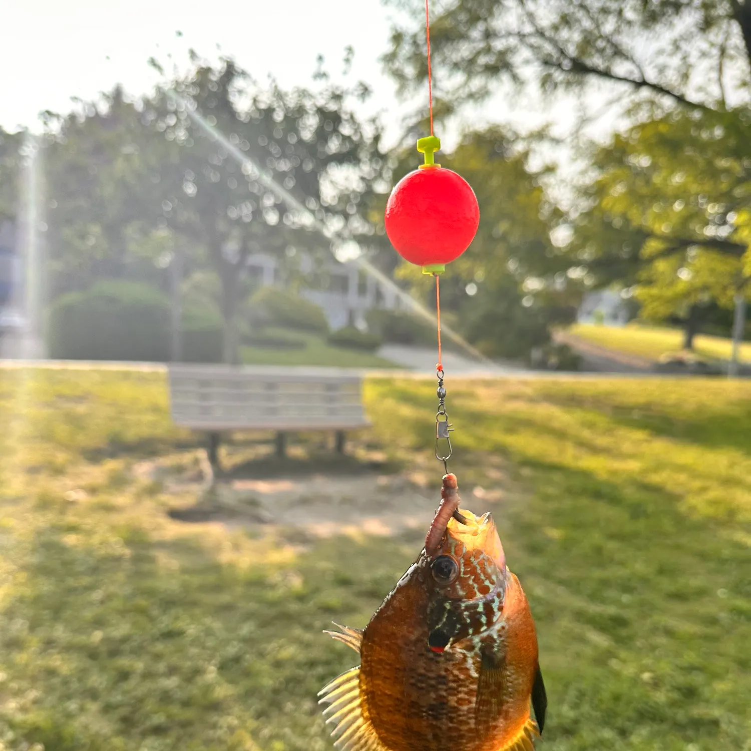 most liked catch image