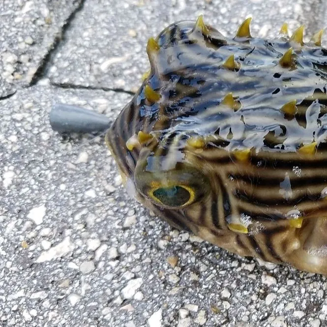 most liked catch image