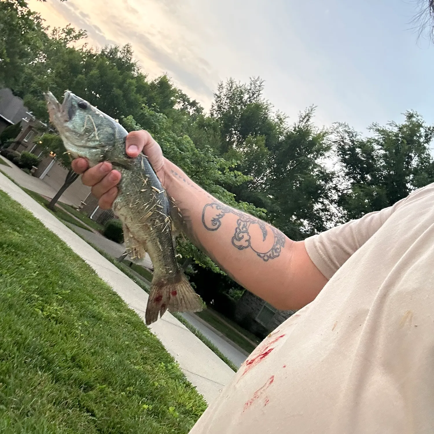 recently logged catches
