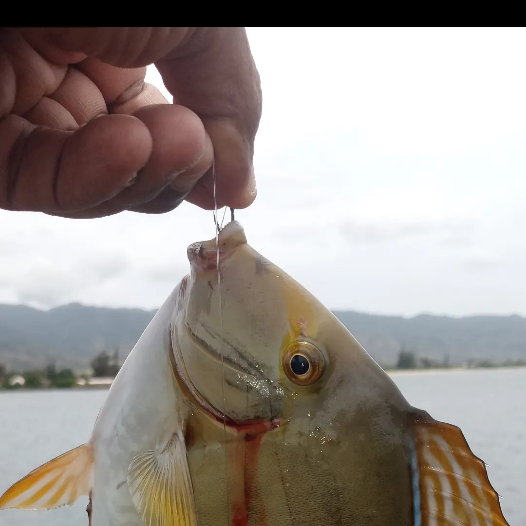 The most popular recent Yellowfin surgeonfish catch on Fishbrain