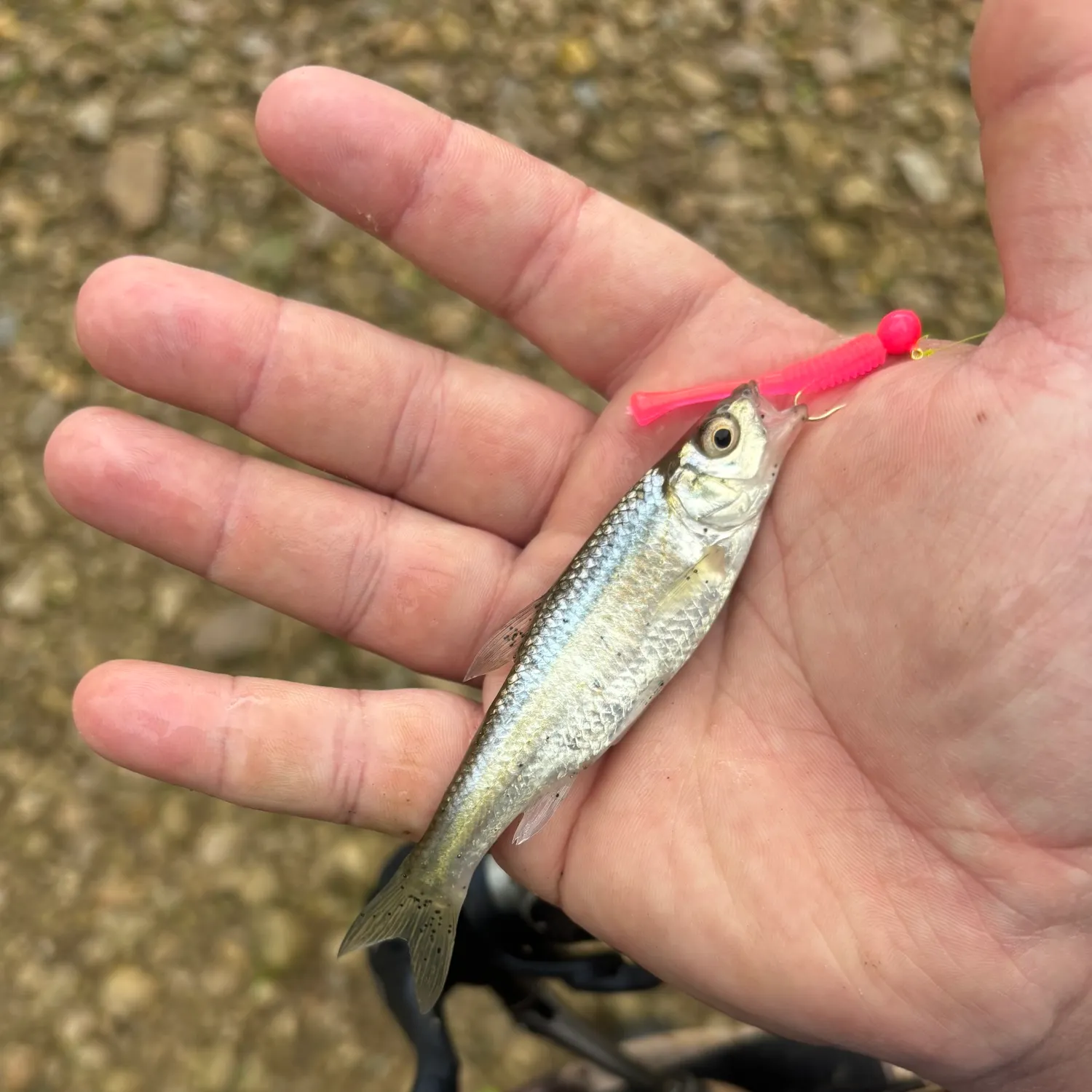 most liked catch image