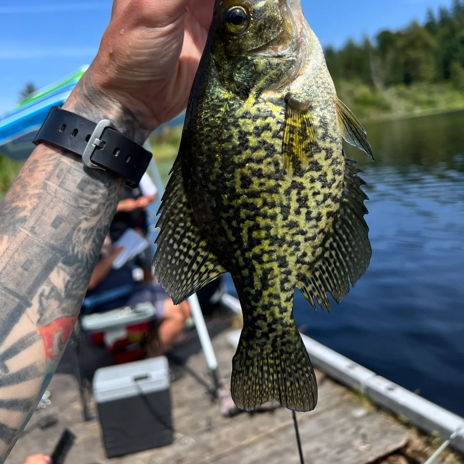 recently logged catches