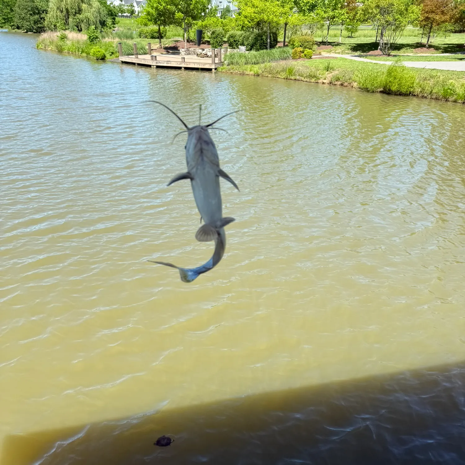 most liked catch image